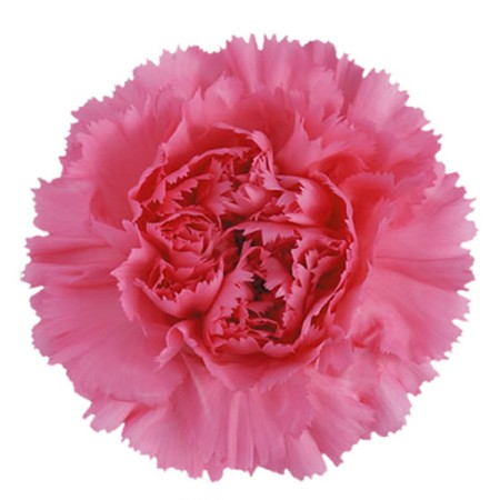 Carnation 'Giava' Dianthus