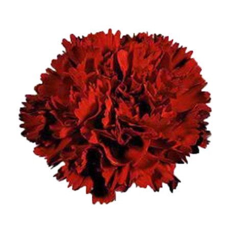 Carnation 'Gigi' Dianthus