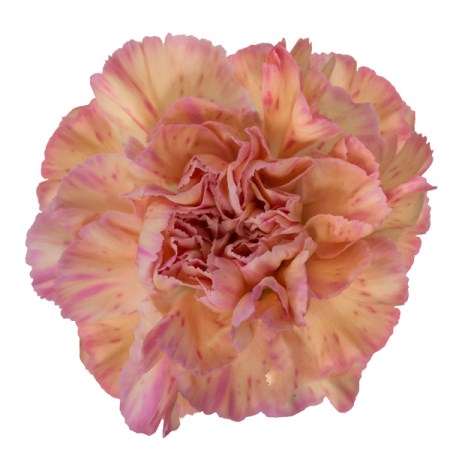 Carnation 'Gioia' Dianthus
