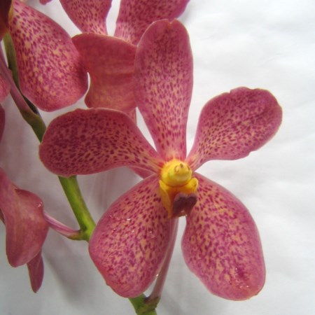 Orchid 'Mokara CK Red' Orchidaceae