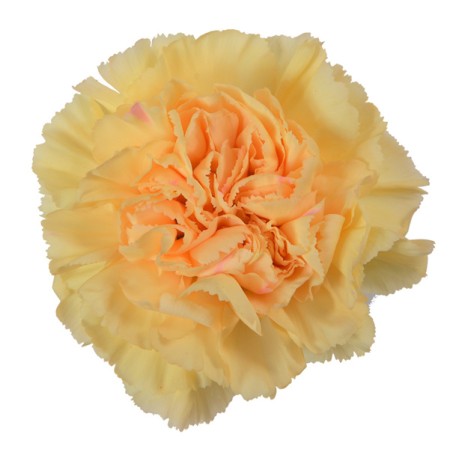 Carnation 'Gold' Dianthus