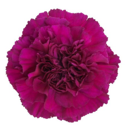 Carnation 'Golem' Dianthus