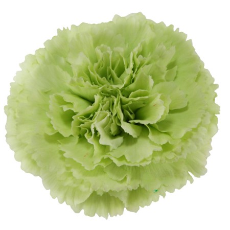 Carnation 'Green' Dianthus