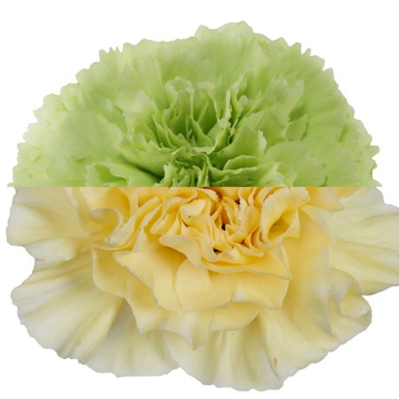 Carnation 'Green Cream' Dianthus