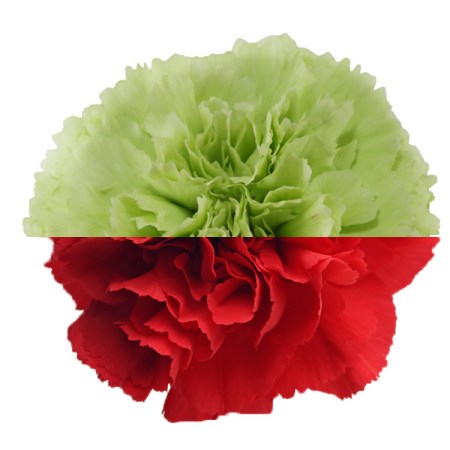 Carnation 'Green Red' Dianthus