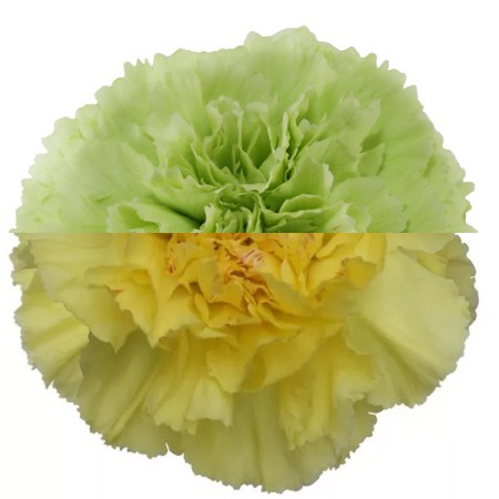 Carnation 'Green Yellow' Dianthus