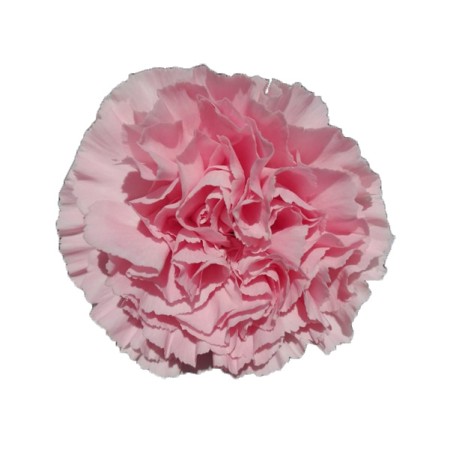 Carnation 'Ilusion' Dianthus