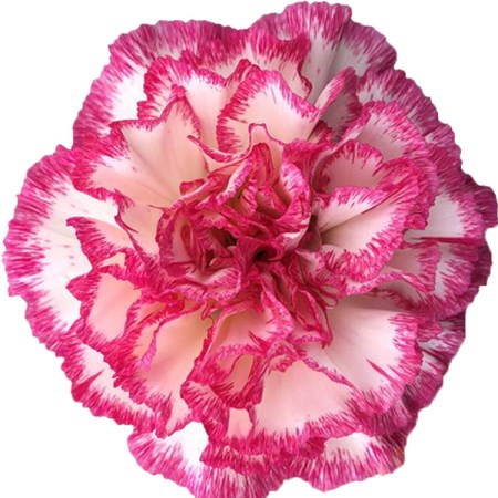 Carnation 'Jera' Dianthus