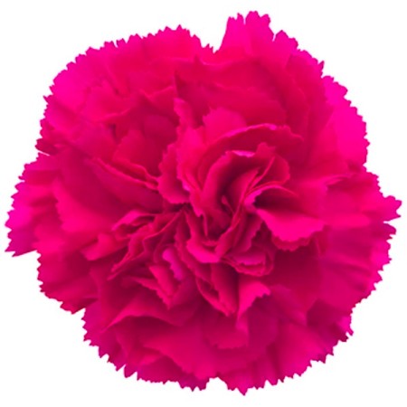 Carnation 'Jobin' Dianthus