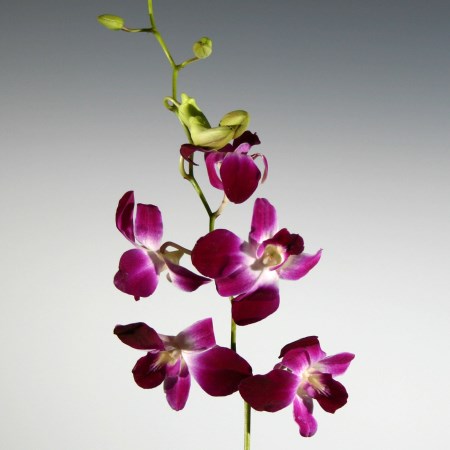 Orchid 'Dendrobium Bom Sonia' Orchidaceae