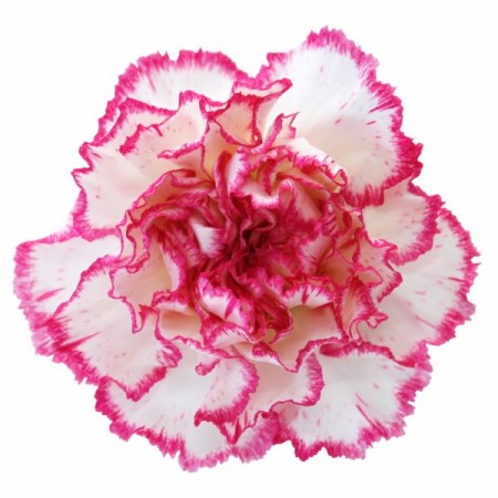 Carnation 'Komachi' Dianthus