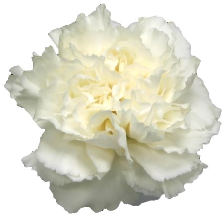 Carnation 'Komachi blanco' Dianthus
