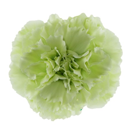 Carnation 'Lege Verde' Dianthus