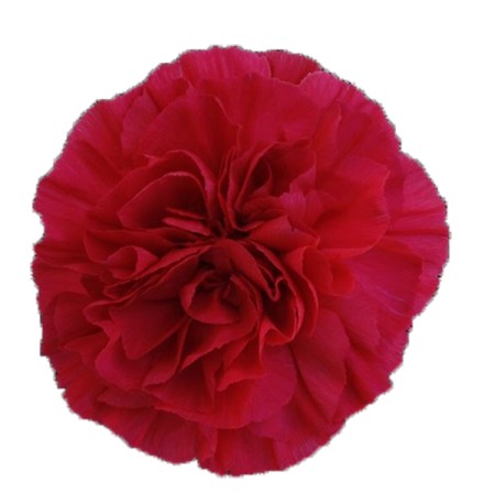 Carnation 'Mandalay' Dianthus