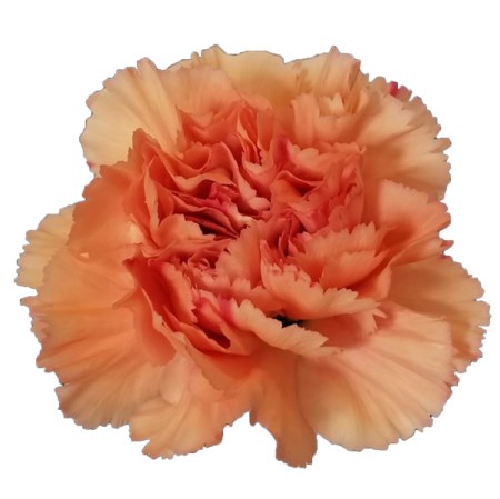 Carnation 'Megan' Dianthus
