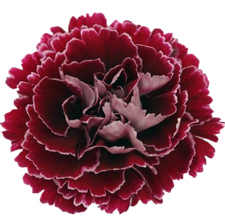 Carnation 'Minerva' Dianthus