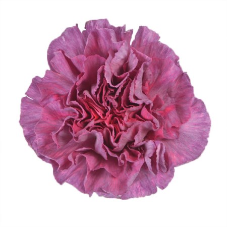 Carnation 'Mohave' Dianthus