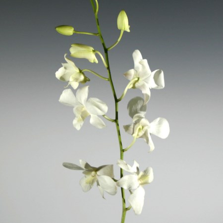 Orchid 'Dendrobium White' Orchidaceae