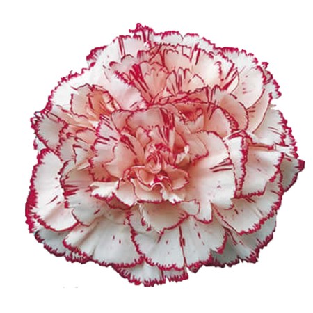 Carnation 'Navidad' Dianthus