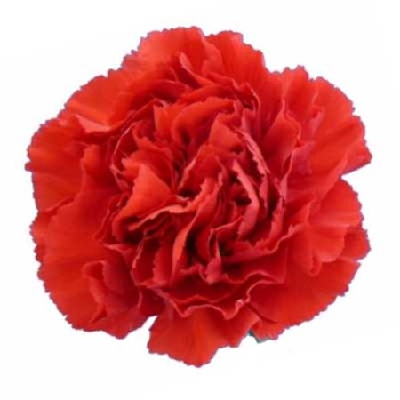 Carnation 'Nelson' Dianthus