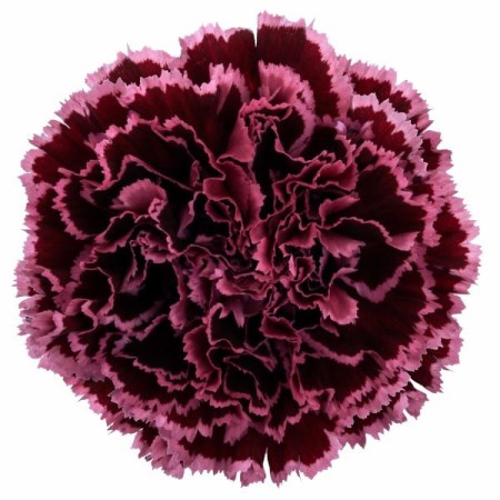 Carnation 'Nobbio burgundy' Dianthus