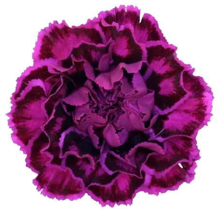 Carnation 'Nobbio violet' Dianthus
