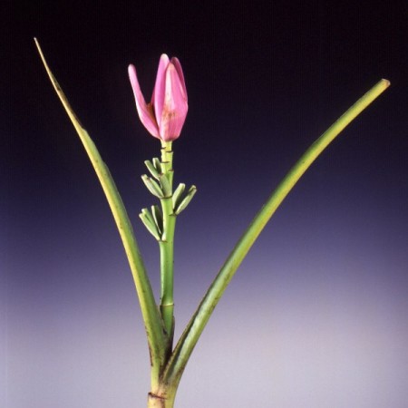 Banana Flower 'Royale' Musa