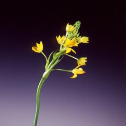 Ornithogalum 'dubium' Ornithogalum dubium