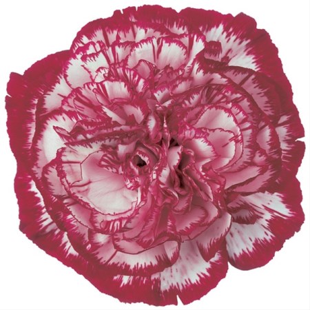 Carnation 'Noblesse' Dianthus