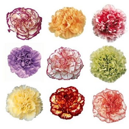 Carnation 'Novelties' Dianthus