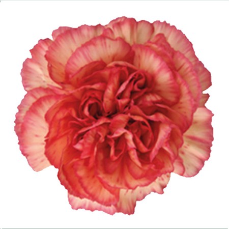 Carnation 'Olympia Orange' Dianthus