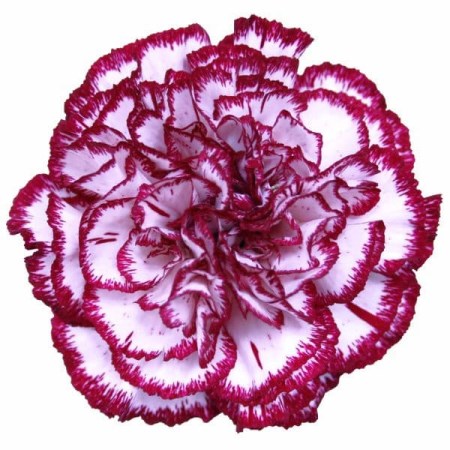 Carnation 'Olympia' Dianthus