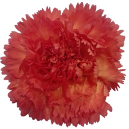 Carnation 'Orange Dandy' Dianthus