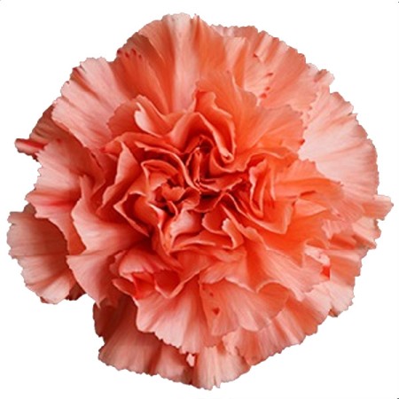 Carnation 'Orange flame' Dianthus