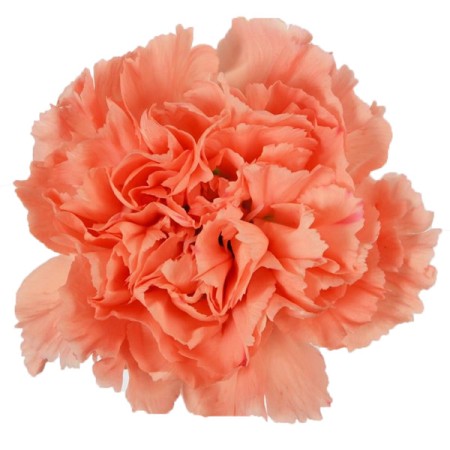 Carnation 'Orange hermes' Dianthus