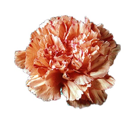Carnation 'Orange triumph' Dianthus