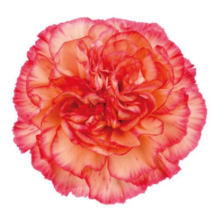 Carnation 'Orange Viana' Dianthus