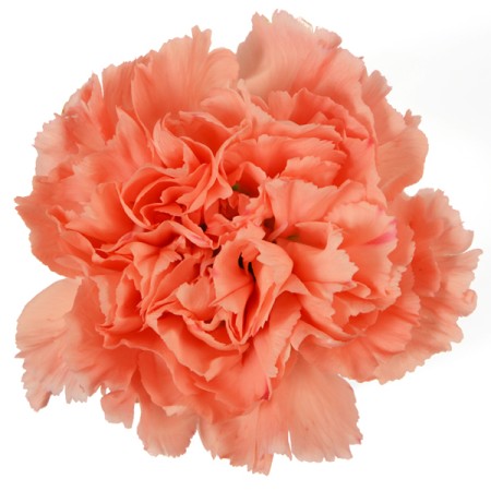 Carnation 'Orange' Dianthus