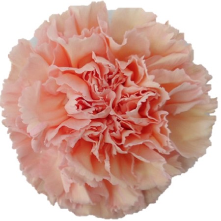 Carnation 'Peach Mambo' Dianthus