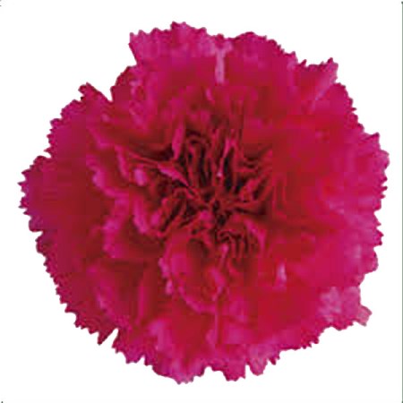 Carnation 'pegaso' Dianthus