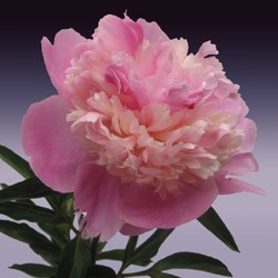 Peony 'Peony Sorbet' Paeonia