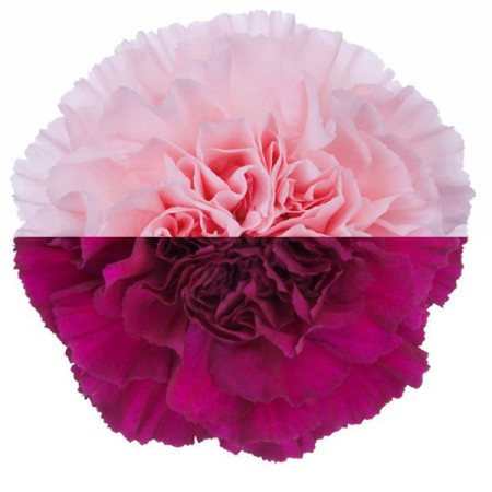 Carnation 'Pink Purple' Dianthus