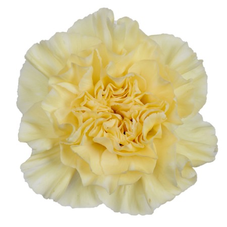 Carnation 'Polimnia' Dianthus
