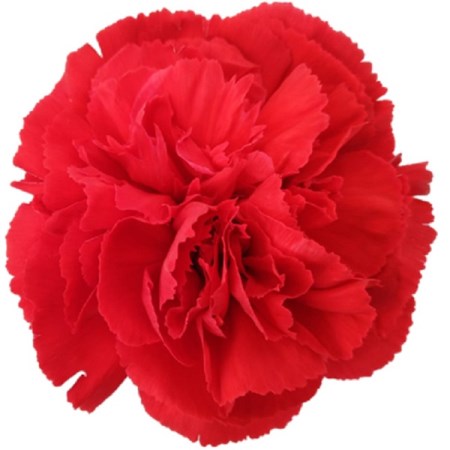 Carnation 'Pomadoro' Dianthus