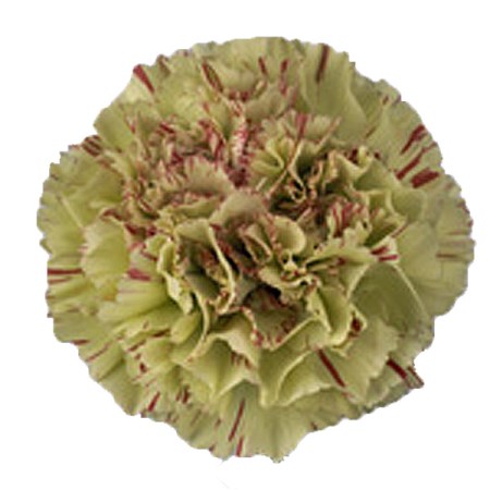 Carnation 'Prado fancy' Dianthus