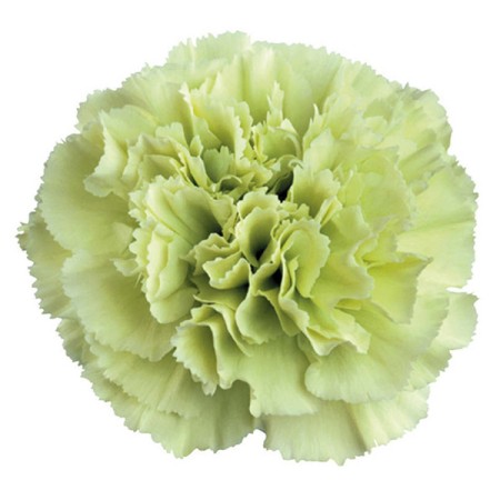 Carnation 'Prado Mint' Dianthus