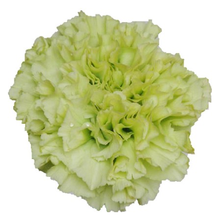 Carnation 'Prado refit' Dianthus