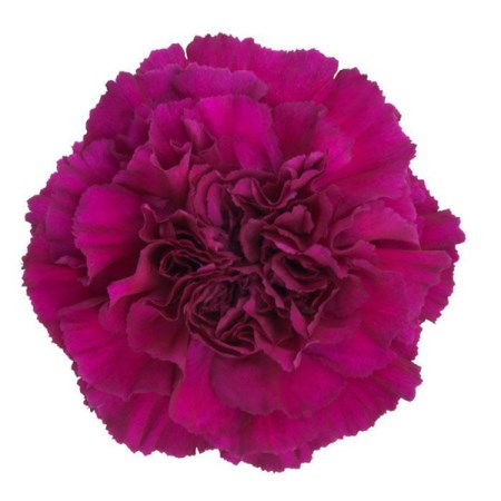 Carnation 'Purple' Dianthus