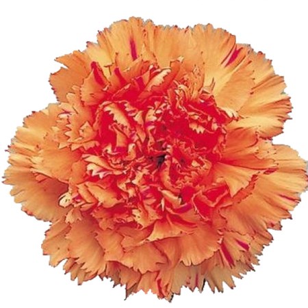 Carnation 'Raggio di sole' Dianthus