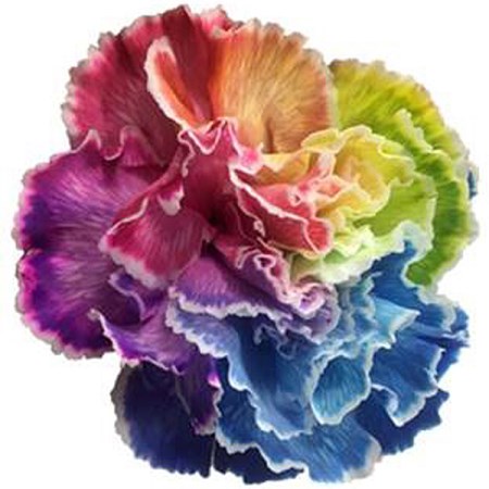 Carnation 'Rainbow' Dianthus